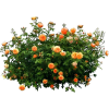 shrub - Plantas - 