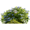 shrub - Plantas - 