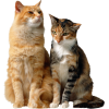 sitting cats - Animais - 