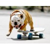 Skate+dog - Minhas fotos - 