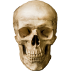 skull skeleton - Rekviziti - 
