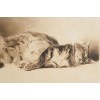 sleeping cat Ferninandhenri Oger pre1929 - Illustrazioni - 