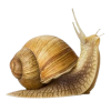snail - 动物 - 