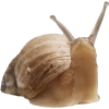 snail - Animais - 