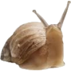 snail - Uncategorized - 