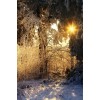 snow in the forest - 自然 - 