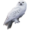 snow owl - Zwierzęta - 