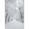 snowy forest path - 自然 - 