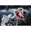snowy rose - Растения - 