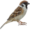 sparrow - Животные - 