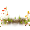 spring flowers - Rastline - 
