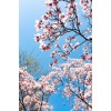 spring - Priroda - 