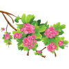 spring - Pflanzen - 