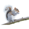 squirrel - Animals - 