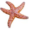 starfish - Animals - 