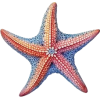 starfish - Przedmioty - 