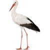 stork - Animals - 