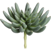 succulent - 植物 - 