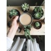 succulents - Mis fotografías - 