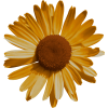 sunflower - Objectos - 