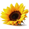 sunflower - Priroda - 