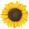 sunflower - Растения - 