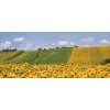 sunflower field in Le Marche Italy - Nature - 