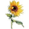 sunflower illustration - Illustrazioni - 
