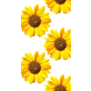 sunflowers - Items - 
