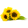 sunflowers - Plants - 