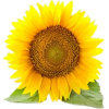 sunflowers - Piante - 