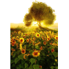 sunflowers field - Uncategorized - 