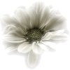 cvijet - Rastline - 