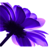 cvijet - Plants - 