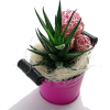 kaktus - Rośliny - 