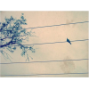 ptica na žici - Мои фотографии - 