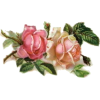 victorian roses - Pflanzen - 