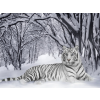 Bijeli Tigar - Minhas fotos - 