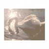 swan - 動物 - 