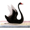 swan - Uncategorized - 