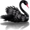 swan black - Artikel - 