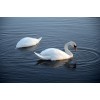 Swans - Mis fotografías - 