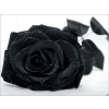 Crna ruža - Moje fotografije - 