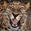 Leopard - Moje fotografije - 