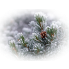 Bor Pine - Rośliny - 