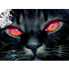 crna mačka - Moje fotografije - 