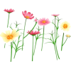 cvijeće - Rośliny - 