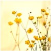 cvijeće - Background - 