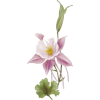 cvijet - Pflanzen - 