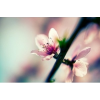 cvijetić - Fondo - 